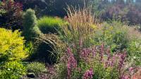 New Perennial Meadow Installation Services In Oregon