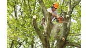 Tree Trimming