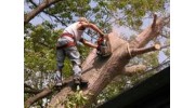 Tree Removal