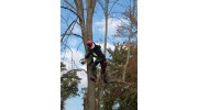 Tree Trimming