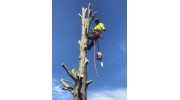 Tree Removal